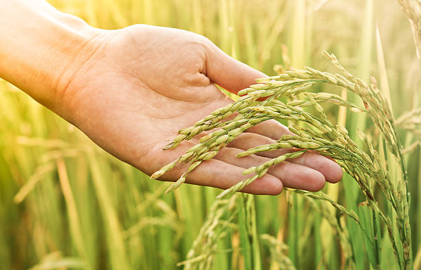 Alimentación natural