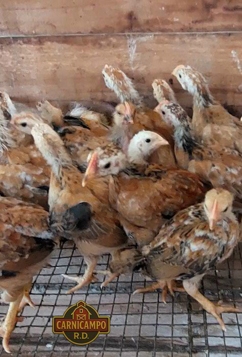 Pollitos criollos 21 a 30 días