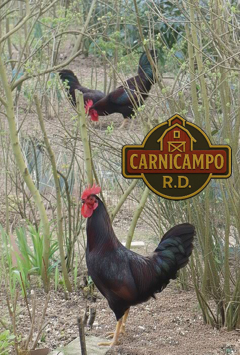 Gallo Rhode Island Red República Dominicana